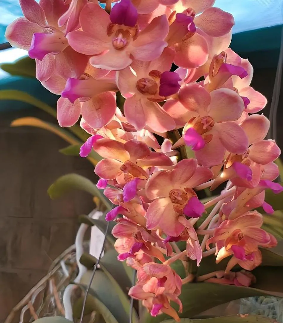 Apartment Orchid Gardens; Studio Apartment, Minimalist Kampala