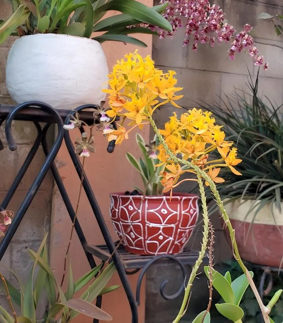 Orchid Gardens; Studio Apartment, Minimalist كامبالا أوغندا